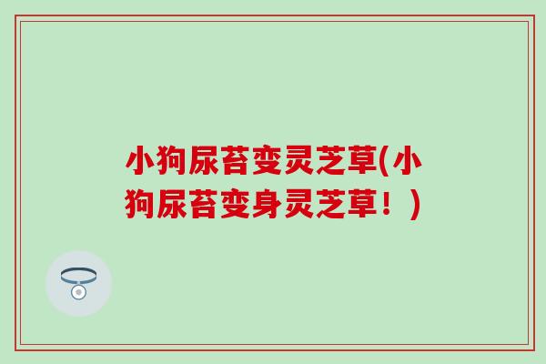 小狗尿苔变灵芝草(小狗尿苔变身灵芝草！)