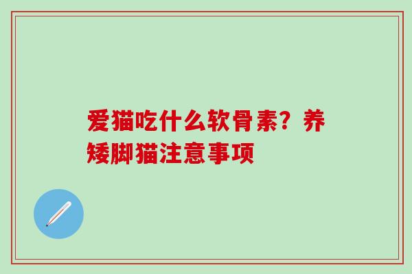 爱猫吃什么软骨素？养矮脚猫注意事项