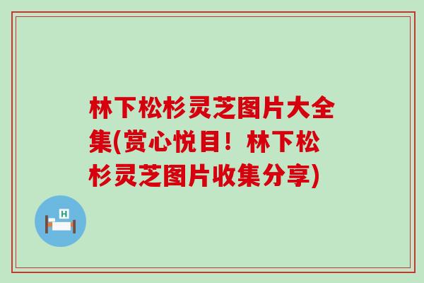 林下松杉灵芝图片大全集(赏心悦目！林下松杉灵芝图片收集分享)