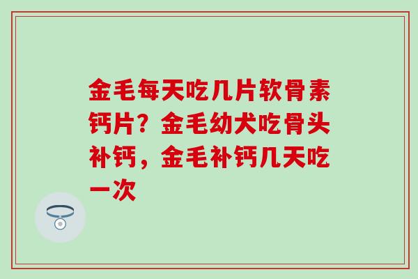 金毛每天吃几片软骨素钙片？金毛幼犬吃骨头补钙，金毛补钙几天吃一次