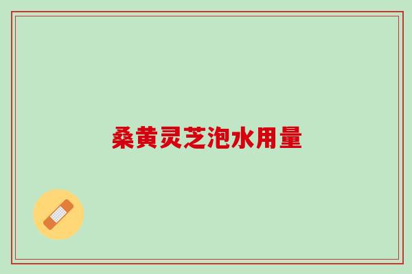 桑黄灵芝泡水用量