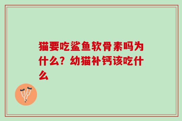 猫要吃鲨鱼软骨素吗为什么？幼猫补钙该吃什么