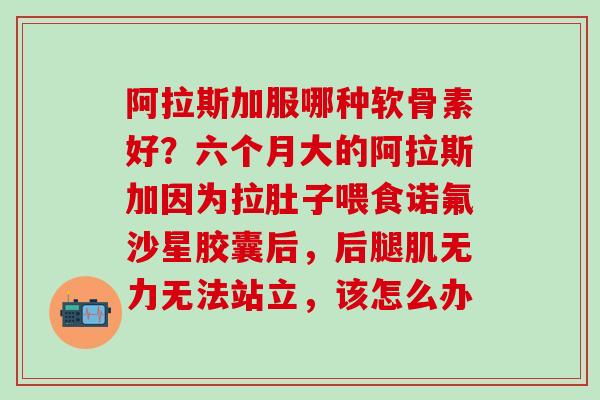 阿拉斯加服哪种软骨素好？六个月大的阿拉斯加因为拉肚子喂食诺氟沙星胶囊后，后腿肌无力无法站立，该怎么办