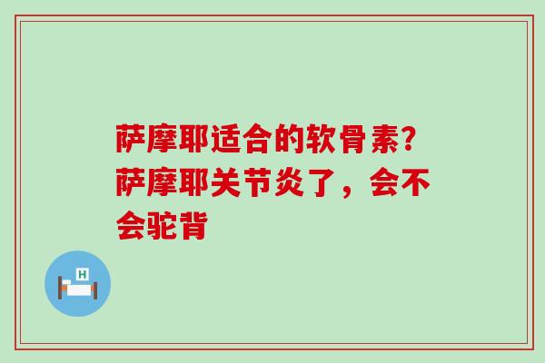 萨摩耶适合的软骨素？萨摩耶关节炎了，会不会驼背