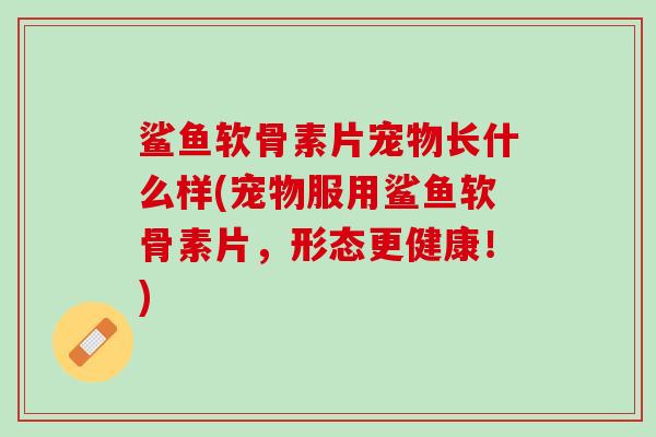 鲨鱼软骨素片宠物长什么样(宠物服用鲨鱼软骨素片，形态更健康！)