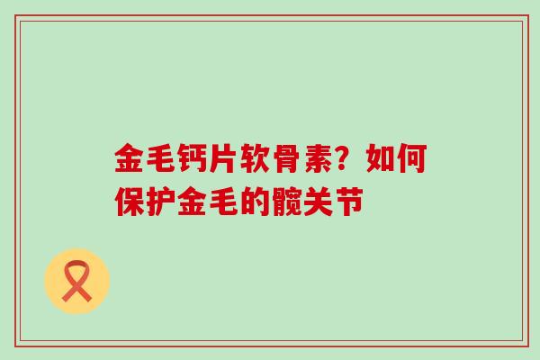 金毛钙片软骨素？如何保护金毛的髋关节