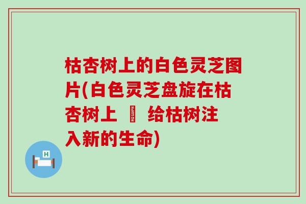 枯杏树上的白色灵芝图片(白色灵芝盘旋在枯杏树上 – 给枯树注入新的生命) 枯杏树上的白色灵芝图片(白色灵芝盘旋在枯杏树上 – 给枯树注入新的生命)