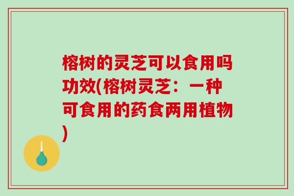 榕树的灵芝可以食用吗功效(榕树灵芝：一种可食用的药食两用植物)