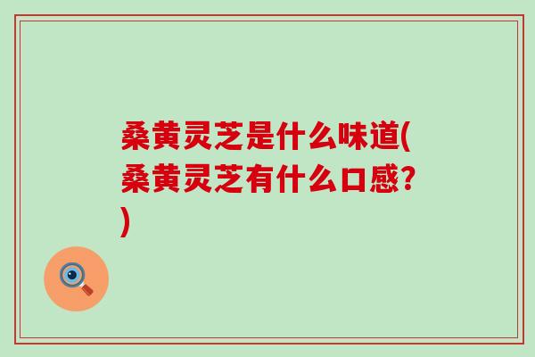 桑黄灵芝是什么味道(桑黄灵芝有什么口感？)