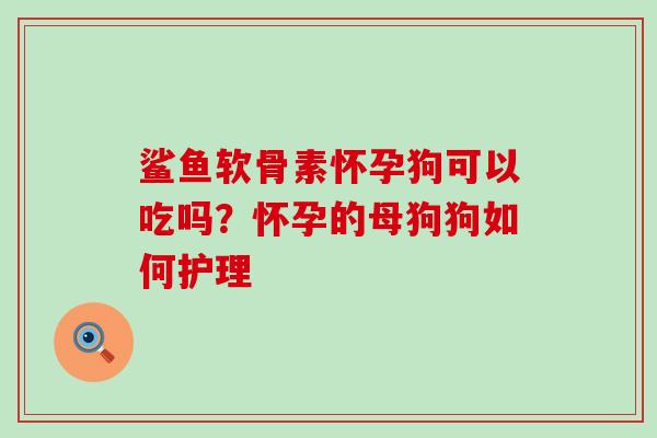 鲨鱼软骨素怀孕狗可以吃吗？怀孕的母狗狗如何护理