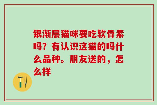 银渐层猫咪要吃软骨素吗？有认识这猫的吗什么品种。朋友送的，怎么样