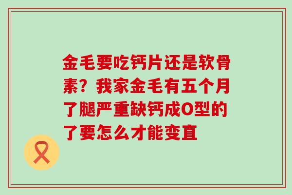 金毛要吃钙片还是软骨素？我家金毛有五个月了腿严重缺钙成O型的了要怎么才能变直