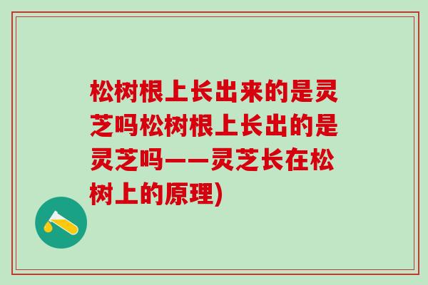 松树根上长出来的是灵芝吗松树根上长出的是灵芝吗——灵芝长在松树上的原理)