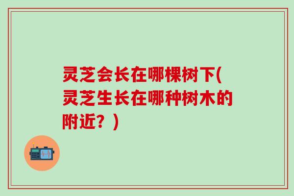 灵芝会长在哪棵树下(灵芝生长在哪种树木的附近？)