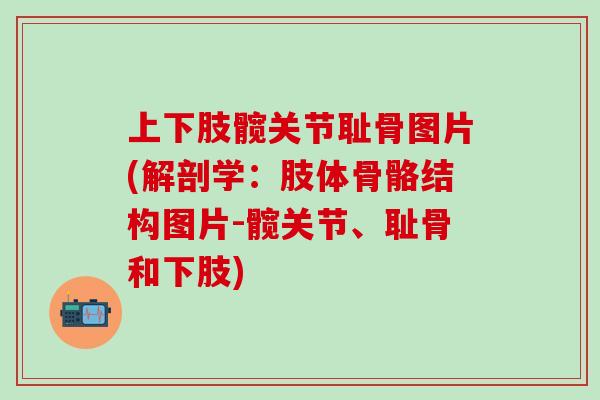 上下肢髋关节耻骨图片(解剖学：肢体骨骼结构图片-髋关节、耻骨和下肢)