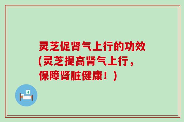 灵芝促肾气上行的功效(灵芝提高肾气上行，保障肾脏健康！)