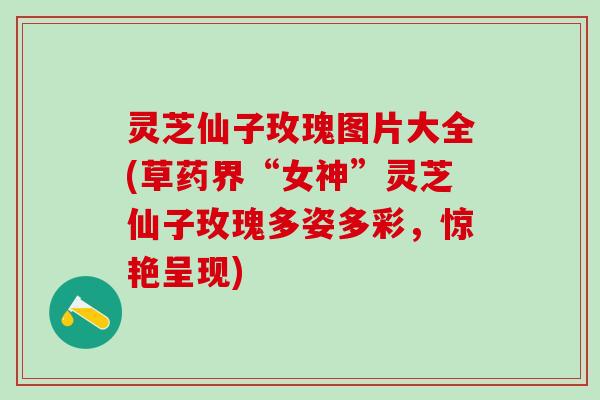 灵芝仙子玫瑰图片大全(草药界“女神”灵芝仙子玫瑰多姿多彩，惊艳呈现)