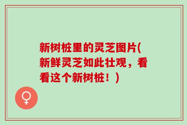 新树桩里的灵芝图片(新鲜灵芝如此壮观，看看这个新树桩！)
