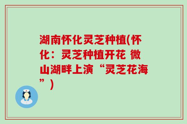 湖南怀化灵芝种植(怀化：灵芝种植开花 微山湖畔上演“灵芝花海”)