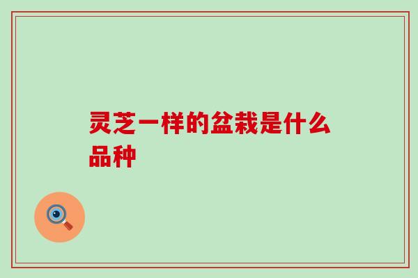 灵芝一样的盆栽是什么品种