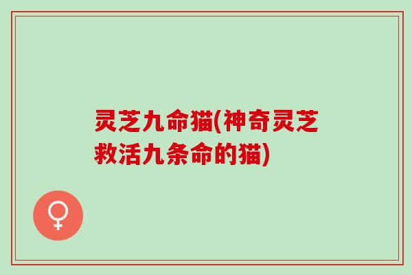 灵芝九命猫(神奇灵芝救活九条命的猫)