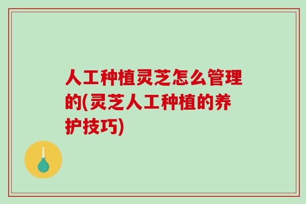 人工种植灵芝怎么管理的(灵芝人工种植的养护技巧)