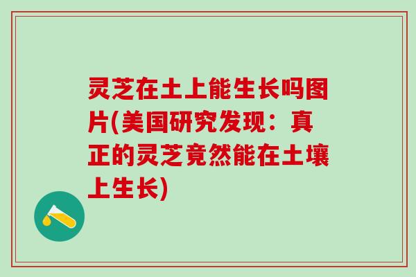 灵芝在土上能生长吗图片(美国研究发现：真正的灵芝竟然能在土壤上生长)