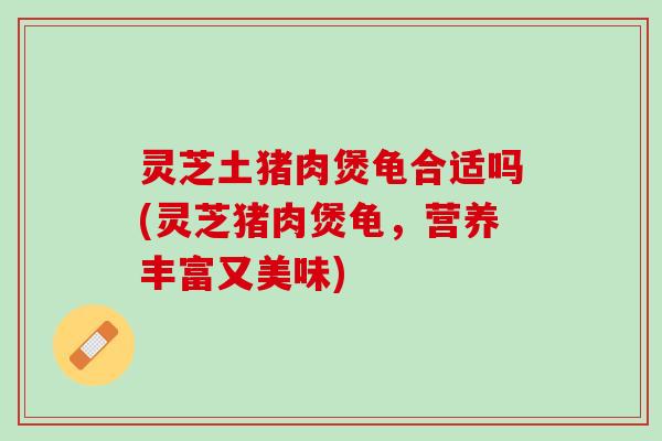 灵芝土猪肉煲龟合适吗(灵芝猪肉煲龟，营养丰富又美味)
