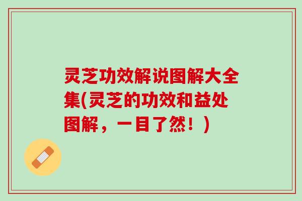 灵芝功效解说图解大全集(灵芝的功效和益处图解，一目了然！)