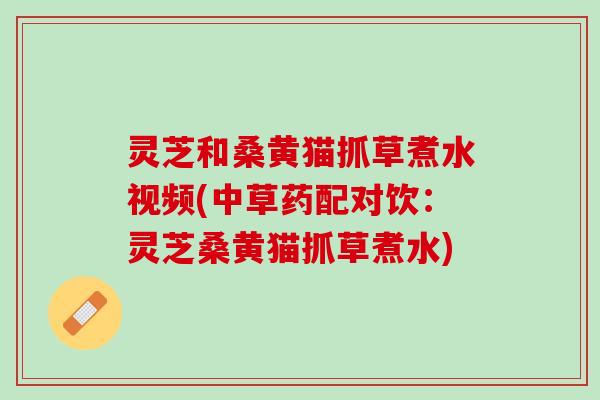 灵芝和桑黄猫抓草煮水视频(中草药配对饮：灵芝桑黄猫抓草煮水)