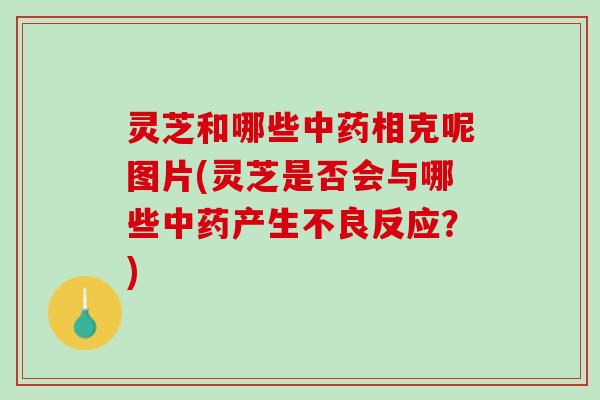 灵芝和哪些中药相克呢图片(灵芝是否会与哪些中药产生不良反应？)