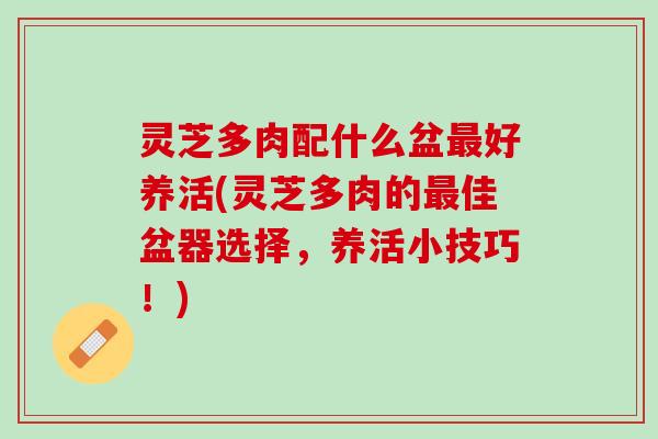 灵芝多肉配什么盆最好养活(灵芝多肉的最佳盆器选择，养活小技巧！)