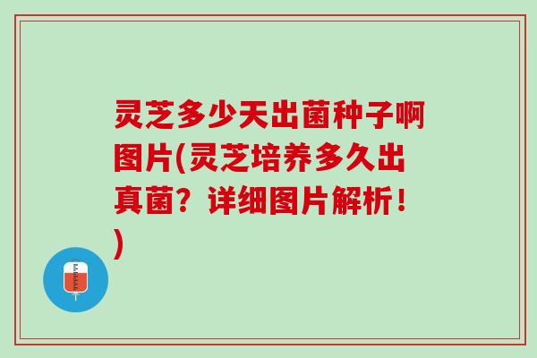 灵芝多少天出菌种子啊图片(灵芝培养多久出真菌？详细图片解析！)