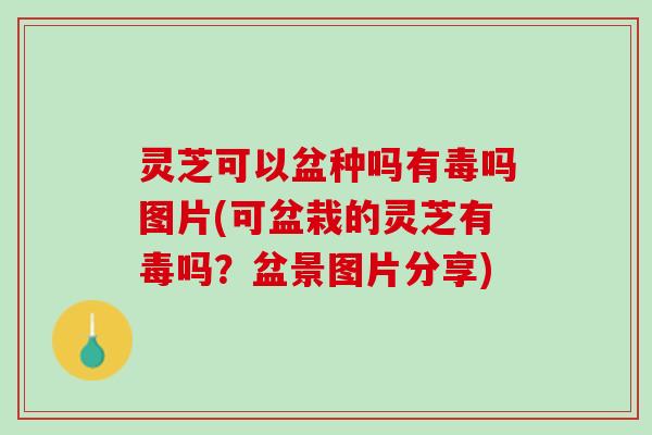灵芝可以盆种吗有毒吗图片(可盆栽的灵芝有毒吗？盆景图片分享)
