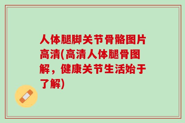 人体腿脚关节骨骼图片高清(高清人体腿骨图解，健康关节生活始于了解)