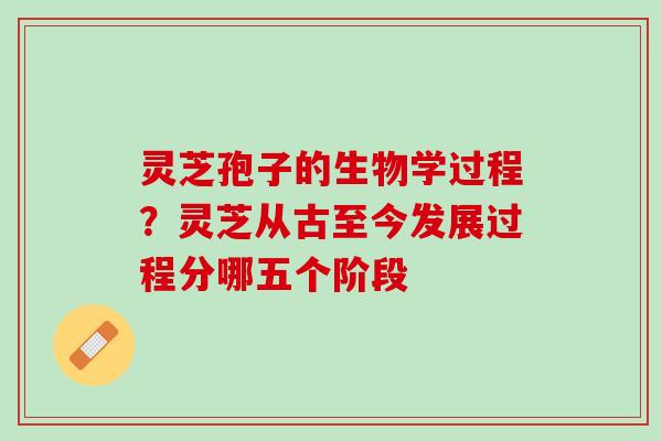 灵芝孢子的生物学过程？灵芝从古至今发展过程分哪五个阶段