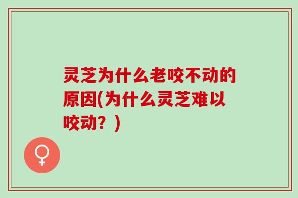 灵芝为什么老咬不动的原因(为什么灵芝难以咬动？)