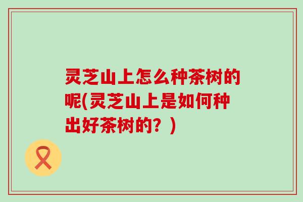 灵芝山上怎么种茶树的呢(灵芝山上是如何种出好茶树的？)