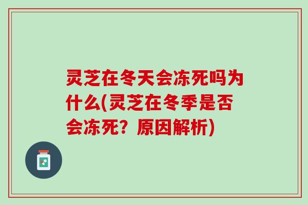 灵芝在冬天会冻死吗为什么(灵芝在冬季是否会冻死？原因解析)