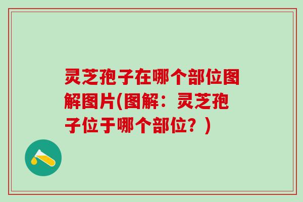 灵芝孢子在哪个部位图解图片(图解：灵芝孢子位于哪个部位？)