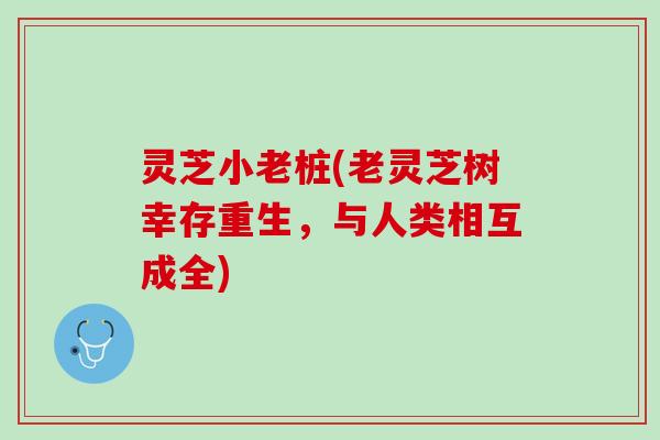 灵芝小老桩(老灵芝树幸存重生，与人类相互成全)