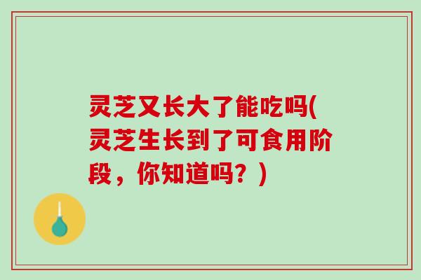 灵芝又长大了能吃吗(灵芝生长到了可食用阶段，你知道吗？)