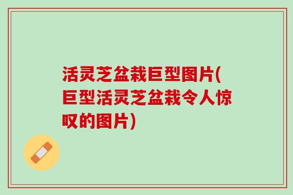活灵芝盆栽巨型图片(巨型活灵芝盆栽令人惊叹的图片)