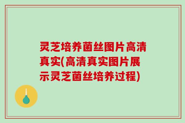 灵芝培养菌丝图片高清真实(高清真实图片展示灵芝菌丝培养过程)