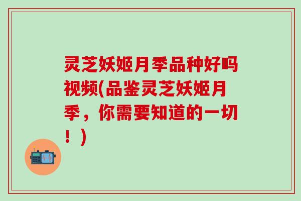 灵芝妖姬月季品种好吗视频(品鉴灵芝妖姬月季，你需要知道的一切！)