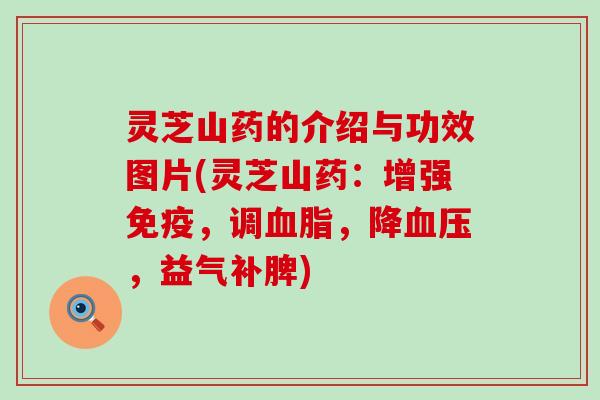 灵芝山药的介绍与功效图片(灵芝山药：增强免疫，调血脂，降血压，益气补脾)