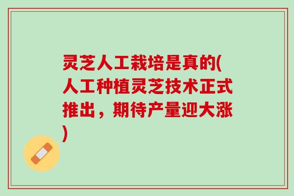 灵芝人工栽培是真的(人工种植灵芝技术正式推出，期待产量迎大涨)
