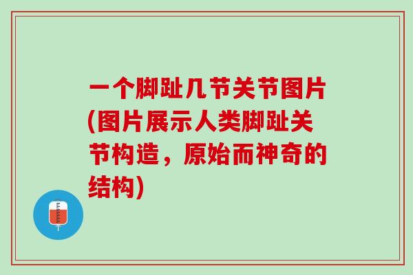 一个脚趾几节关节图片(图片展示人类脚趾关节构造,原始而神奇的结构) 一个脚趾几节关节图片(图片展示人类脚趾关节构造,原始而神奇的结构)