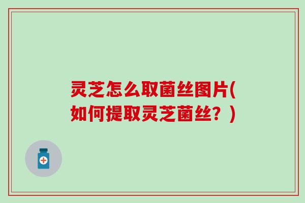 灵芝怎么取菌丝图片(如何提取灵芝菌丝？)
