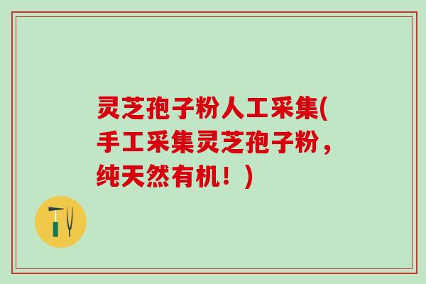 灵芝孢子粉人工采集(手工采集灵芝孢子粉，纯天然有机！)